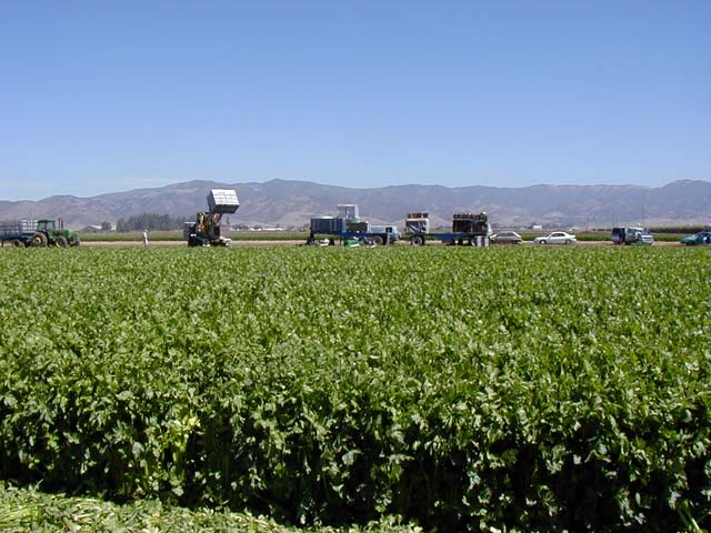 celery field