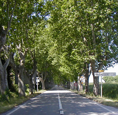 tunnel of plain trees on rd to Remy